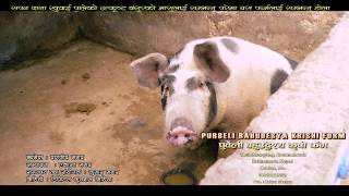 Pig Farm In Nepal Good Krishi farm राम्रो आम्दनीको लागि बङ्गुर पालन Lakpa sherpa [upl. by Cousin84]