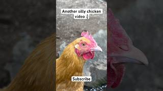 Why chickens Why chickens chickenshorts chicks funny backyardchickens funnychicken [upl. by Wyndham]