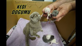 KEDİ DOĞUMU  KEDİMİZ TARÇIN DOĞURDU İŞTE YENİ YAVRU KEDİLERİMİZ [upl. by Annayehc]