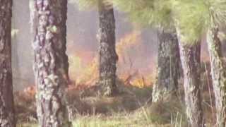 Incendios forestales Clorofila [upl. by Isabea229]