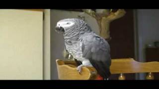 RUBY THE TALKING PARROT WITH SUBTITILES PART 1 [upl. by Audris983]