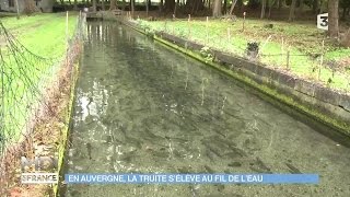 FEUILLETON  En Auvergne la truite sélève au fil de leau [upl. by Enyawad430]