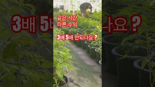 시간이 돈 돈 돈 거리며 몸만 굴리지말고 머리를 굴리세요 돈은 머리로 일은 몸으로 선택은 여러분 뜻대로 하는 것입니다 고수익 특수작물 차수국 부자되기 교육신청01045029900 [upl. by Lossa229]