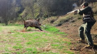 Chasse Sanglier au Maroc EL HAJEB  Wild Boar Hunting 2024 PART 6 [upl. by Essirehc695]