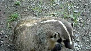 American Badger [upl. by Doralynne]