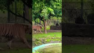 Alipore zoo kolkata [upl. by Nonnaehr]