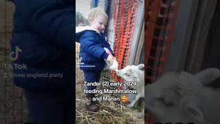 Toddler feeding lambs ❤️ lambs sheep toddler toddlerlife farmlife bottlefeeding littlehelper [upl. by Morrison]