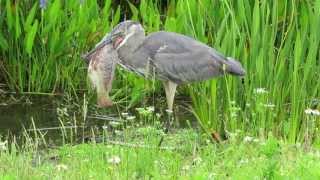 Great Blue Heron [upl. by Hymie]