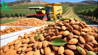 US Farmers Produce 36 Billion Pounds of ALMONDS this Way  Harvesting and Processing [upl. by Mathews]