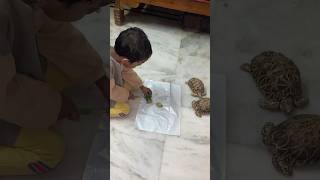 Star tortoise kosam keera cut chesthunnadu startortoise tortoise turtle youtubeshorts trending [upl. by Nibas]