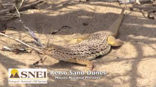 Mojave Fringe Toed Lizard [upl. by Nnelg]