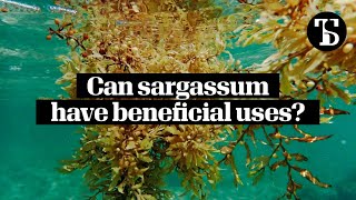 Can sargassum have beneficial uses [upl. by Pebrook]