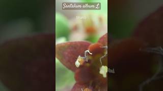 Magnified flower of Santalum album L Santalaceae Sandalwood flower sandalwood sandalwoodnews [upl. by Delaryd713]