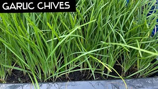 How I Grow Chinese Chives at Home \ Growing Garlic Chives from Cutting [upl. by Eedyah]