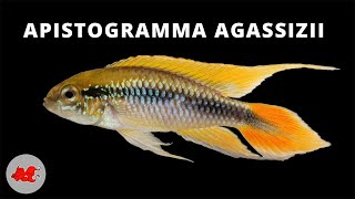 Apistogramma agassizii ✔ [upl. by Atiuqihc694]