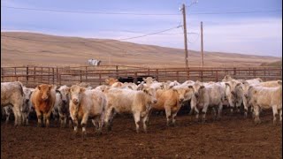 Cluny Colony  806 November Weaned Heifers  65 Head Cluny AB [upl. by Aehsal]