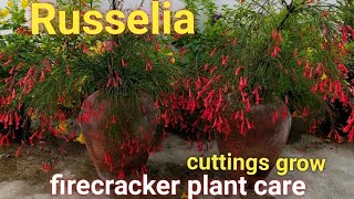 Russeliafirecracker plant care [upl. by Lougheed]