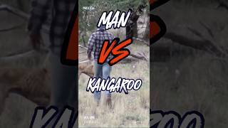 What Happens When a MAN Faces Off Against a Kangaroo [upl. by Gnoh]