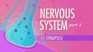 The Nervous System Part 3  Synapses Crash Course Anatomy amp Physiology 10 [upl. by Ocsinarf]