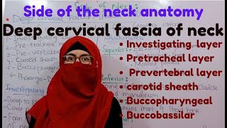 Side of the neck  deep cervical fascia  all layers of fascia Colli  head and neck anatomy [upl. by Eeima642]