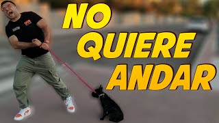 Enseñar a un Perro CACHORRO a PASEAR 🐶  No quiere caminar 😫 [upl. by Gonzalo6]