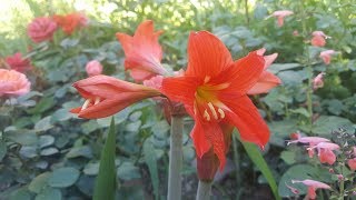 Hippeastrum petiolatum  Amarillis de campo  Flora argentina [upl. by Nivloc]