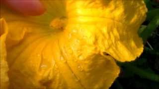 How to Hand Pollinate Pumpkins Zucchinis Squash [upl. by Cami875]