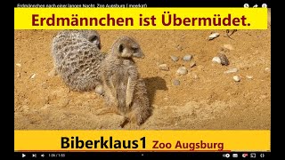 Erdmännchen ist Übermüdet Zoo Augsburg  Meerkat [upl. by Chrystal]