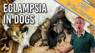 Eclampsia in Dogs symptoms treatment  prevention of this killer  Dog Health Vet Advice [upl. by Nnayllehs]