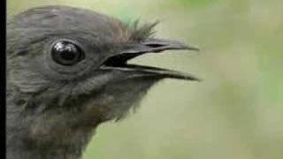 Amazing Bird Sounds From The Lyre Bird  David Attenborough  BBC Wildlife [upl. by Ober]