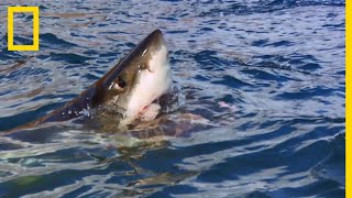 Lorsquun requin attaque il ferme les yeux [upl. by Grannias]