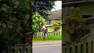 Potong Rumput Di Jalan music cover lagu [upl. by Nylednarb]