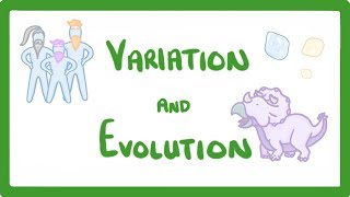 GCSE Biology  Variation and Evolution 68 [upl. by Casanova555]