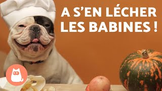 4 RECETTES pour CHIEN 🐶 Gâteau Friandise Biscuit et MUFFIN [upl. by Dotti796]