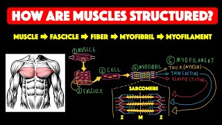 Skeletal muscle structure [upl. by Egdirdle]