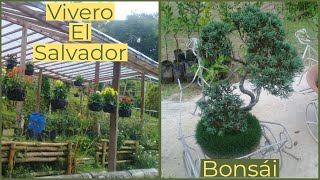 Vivero de plantas únicas en El Salvador  Bonsái [upl. by Eiten219]