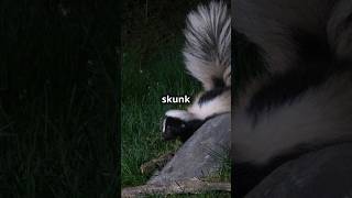 Discover The Fascinating World Of Skunks Skunks WildlifeFacts Nature Animals facts wildlife [upl. by Lock968]