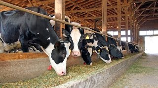 Recomendaciones para una Adecuada Nutrición Bovina  TvAgro por Juan Gonzalo Angel [upl. by Monty]