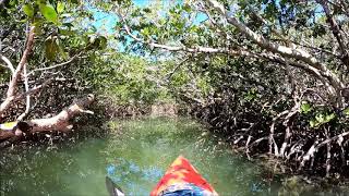 Kayaking mangrove tunnels Islamorada Florida [upl. by Novia211]