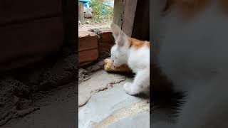 Cats can eat corn look like a cow [upl. by Nelehyram]