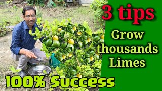 Just follow 3 tips This will help to bring thousands of limes in your lime tree Lime and Lemon [upl. by Essa185]