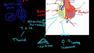 Hypothalamus amp Pituitary Physiology [upl. by Dust]