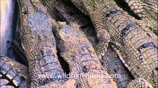 Endangered Gharials at National Chambal Sanctuary [upl. by Anemolihp]