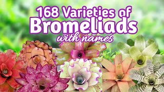 168 Bromeliad Varieties with Names I PlantFactory [upl. by Paco]