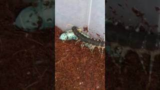 Blue legged centipede vs large hornworm [upl. by Brandice]