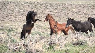 Wild Horses Fighting [upl. by Kimber]