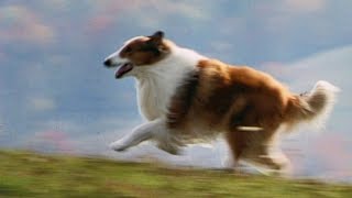 Lassie 1994 ORIGINAL TRAILER HQ [upl. by Anigar]