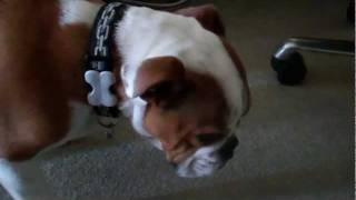 Bulldog reverse sneezing Elwood5 months old [upl. by Alister]