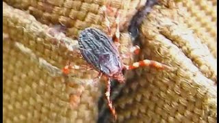 Genus Hyalomma Tick Video [upl. by Dranek279]