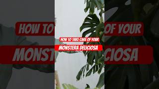 How to take care of your Monstera Deliciosa monsteraplant houseplant howto [upl. by Letney1]